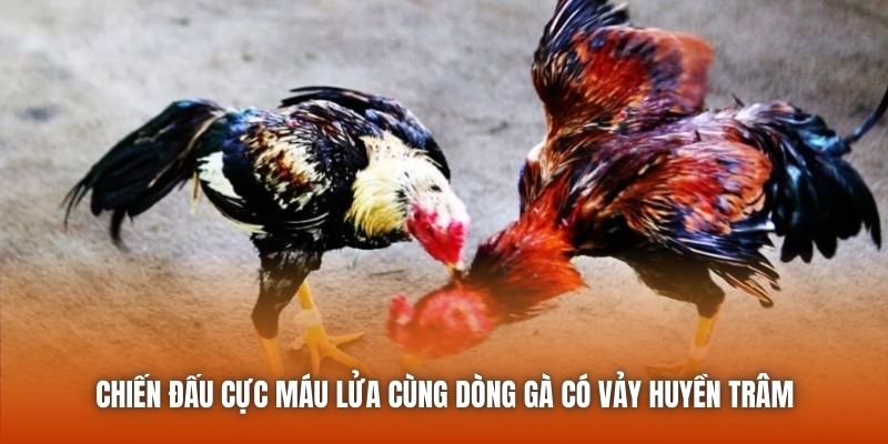 Chiến đấu cực máu lửa cùng dòng gà có vảy huyền trâm