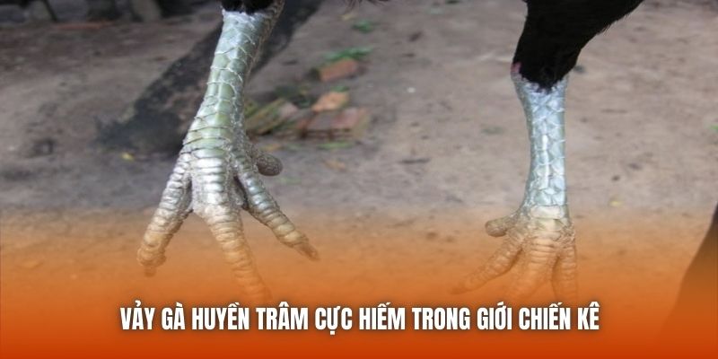 Vảy gà huyền trâm cực hiếm trong giới chiến kê